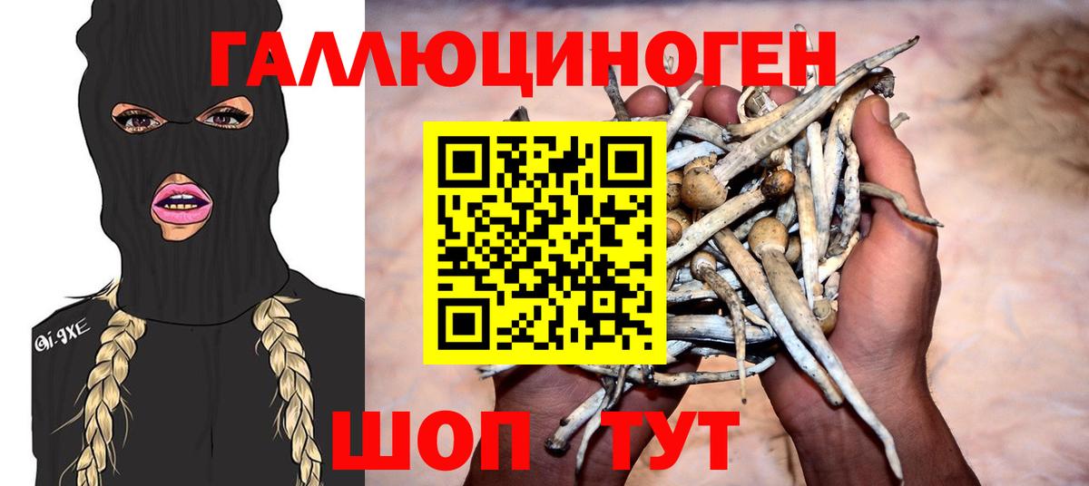Галлюциногенные грибы Psilocybine cubensis Великий Новгород